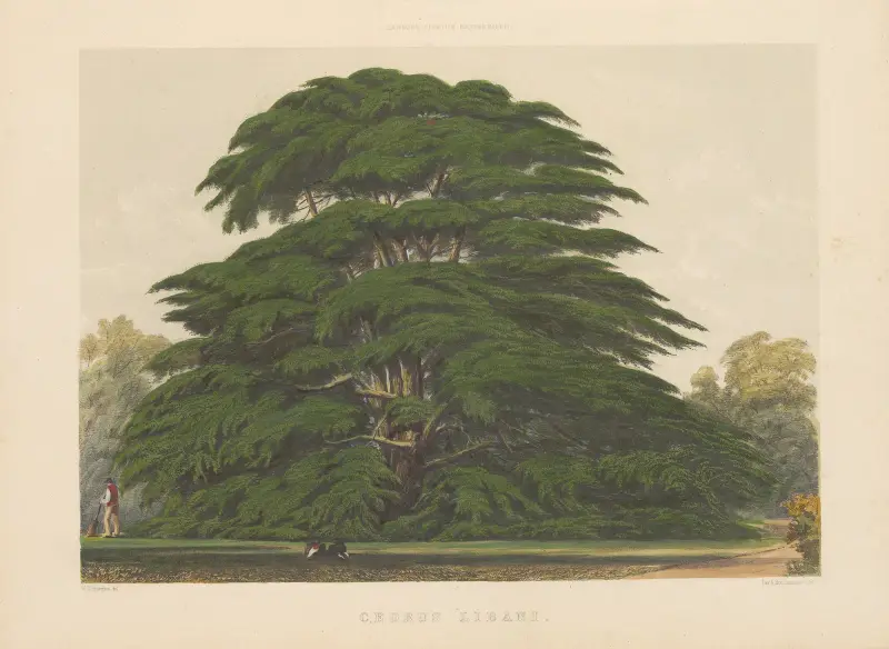 Cedrus libani, 1884 – nr 2 av Edward James Ravenscroft
