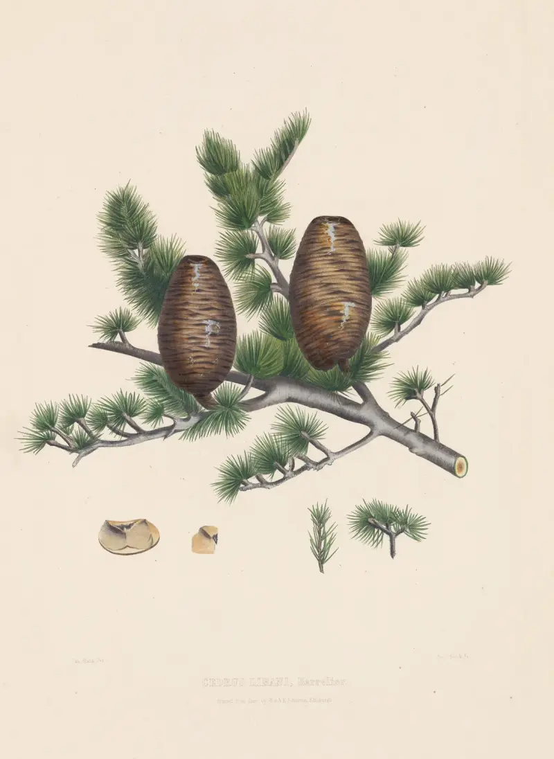 Cedrus libani, 1884 – nr 1 av Edward James Ravenscroft