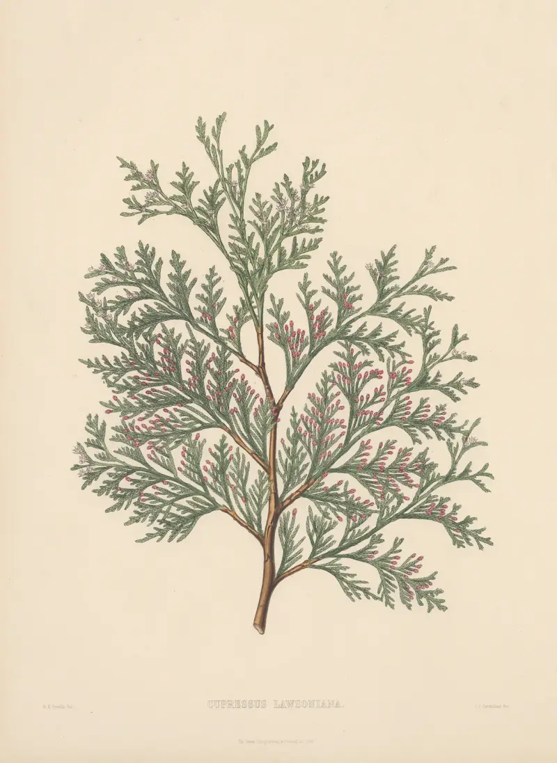 Cupressus Lawsoniana von Edward James Ravenscroft