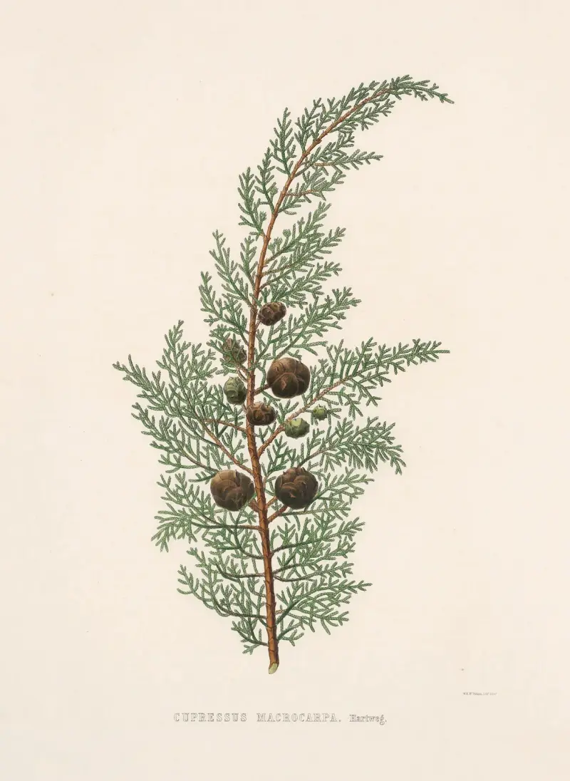 Cupressus macrocarpa von Edward James Ravenscroft