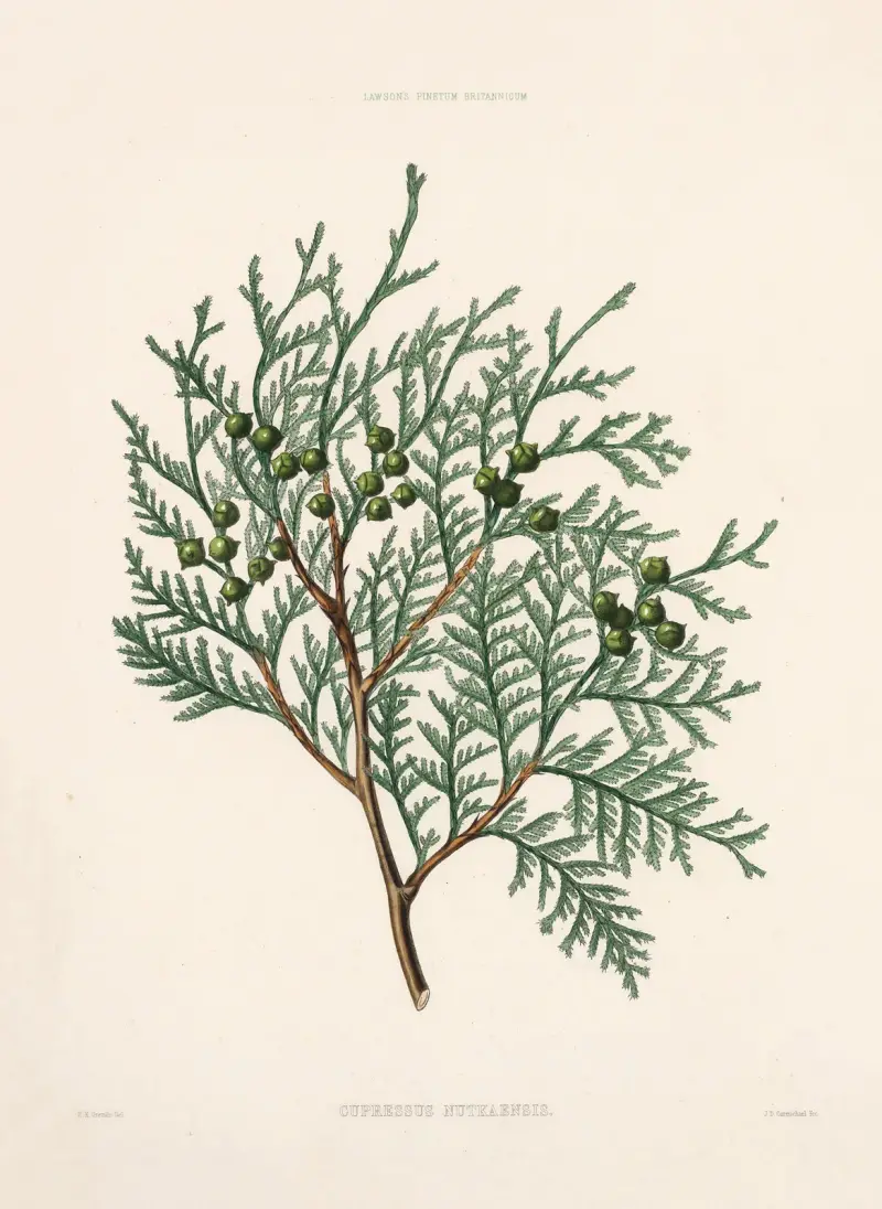 Cupressus nutkaensis von Edward James Ravenscroft