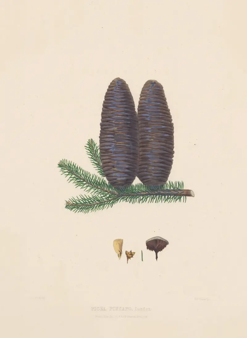 Picea pinsapo av Edward James Ravenscroft
