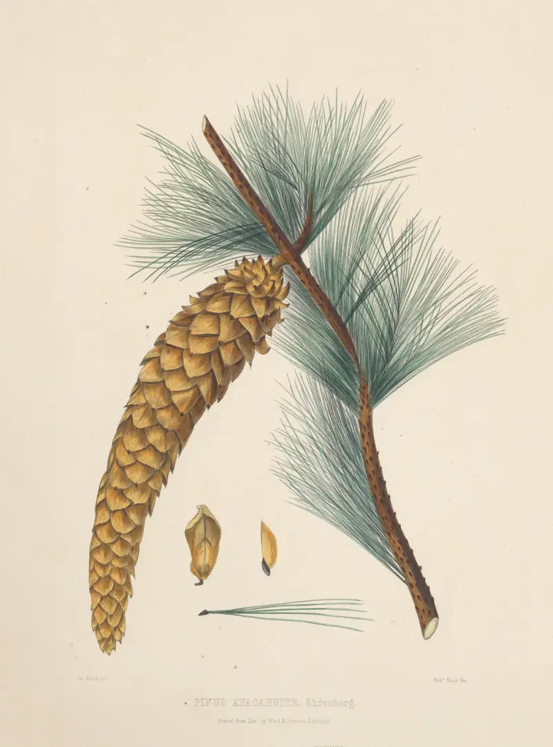 Pinus Ayacahuite, Edward James Ravenscroft