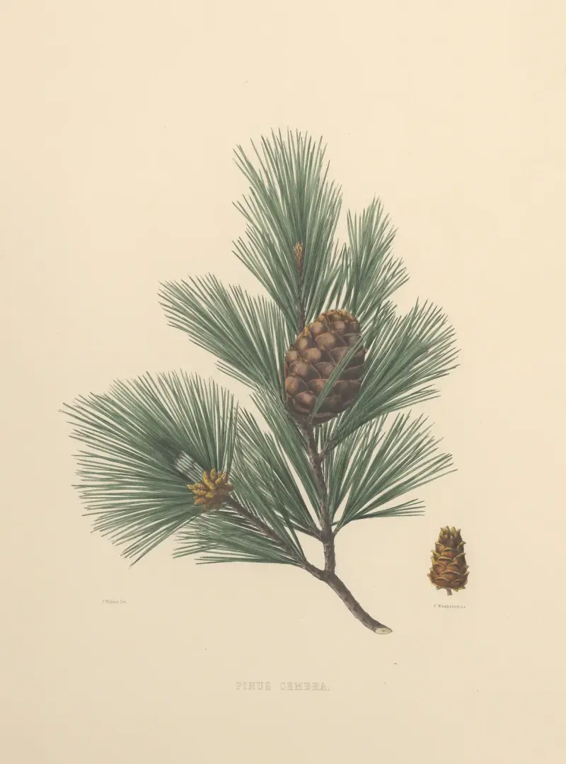 Pinus cembra, Edward James Ravenscroft