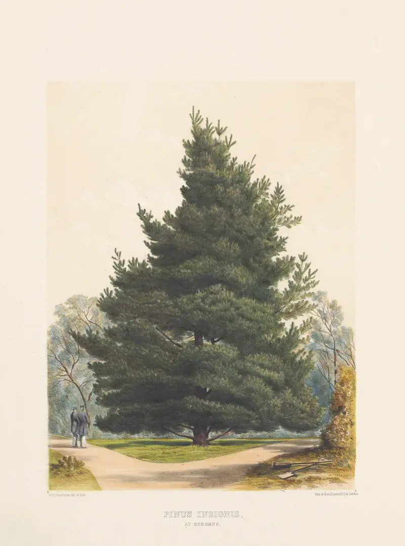 Pinus insignis, 1884 – Nr. 2, Edward James Ravenscroft