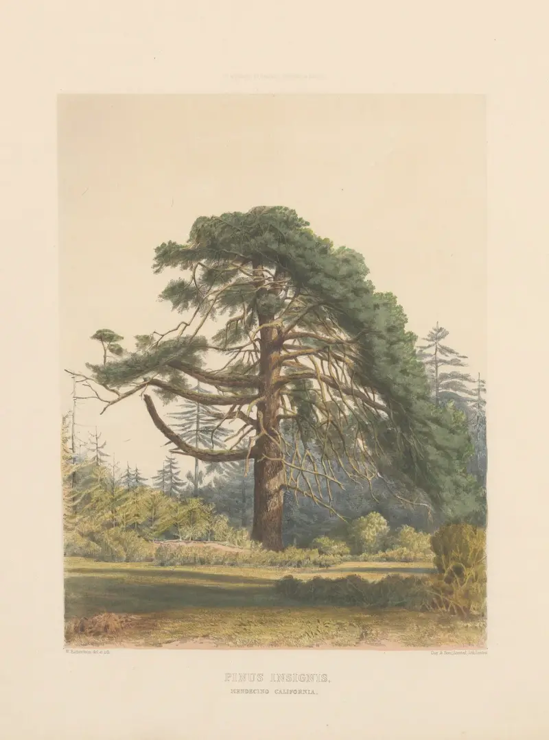 Pinus insignis, 1884 – Nr. 1 von Edward James Ravenscroft