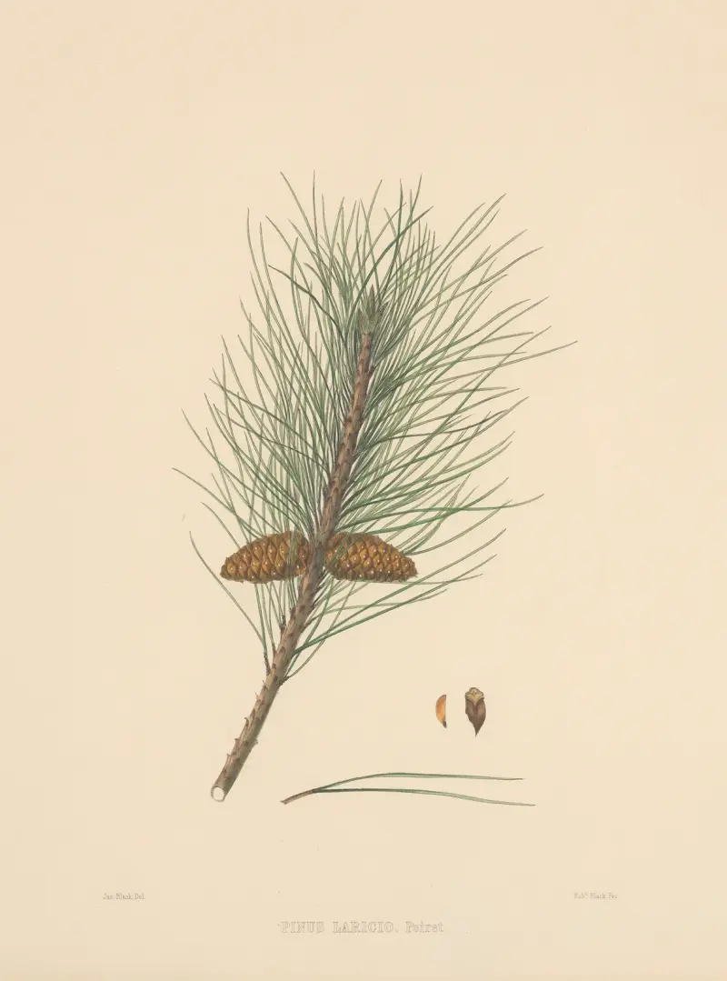 Pinus Laricio av Edward James Ravenscroft