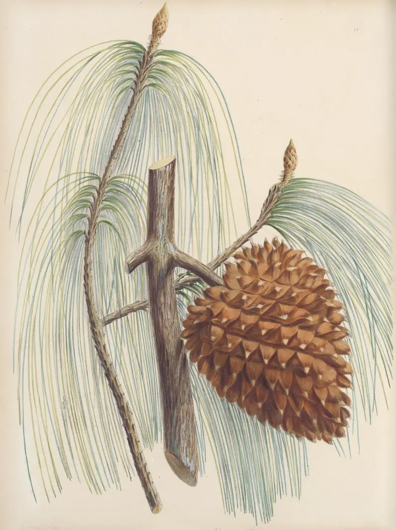 Pinus sabiniana von Edward James Ravenscroft