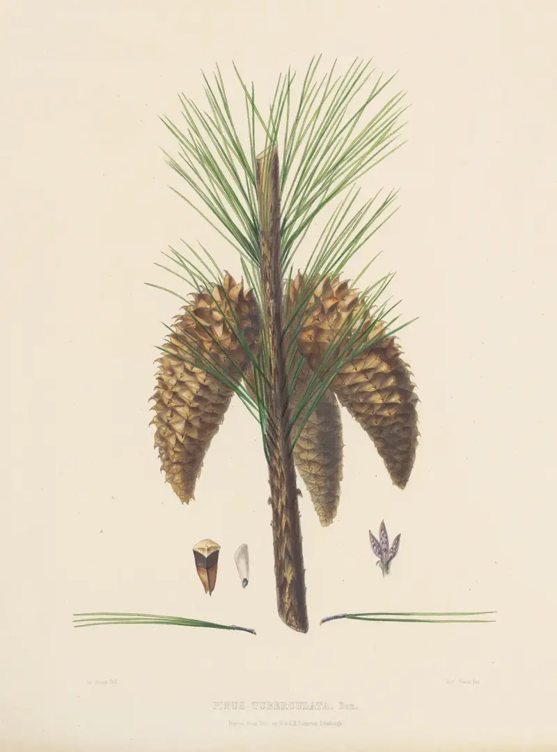 Pinus tuberculata, Edward James Ravenscroft