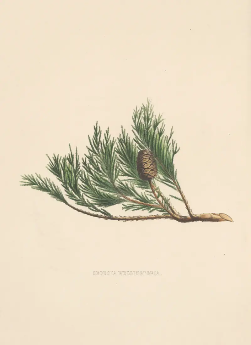 Sequoia wellingtonia av Edward James Ravenscroft