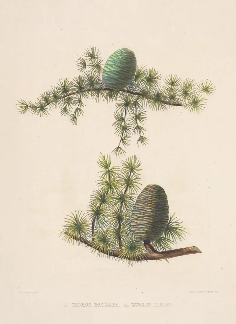 Omogna kottar av Cedrus deodara och Cedrus libani av Edward James Ravenscroft