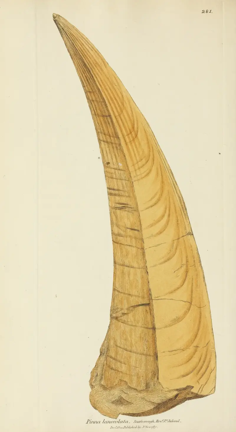 The Mineral Conchology of Great Britain, plansch 467 av James Sowerby
