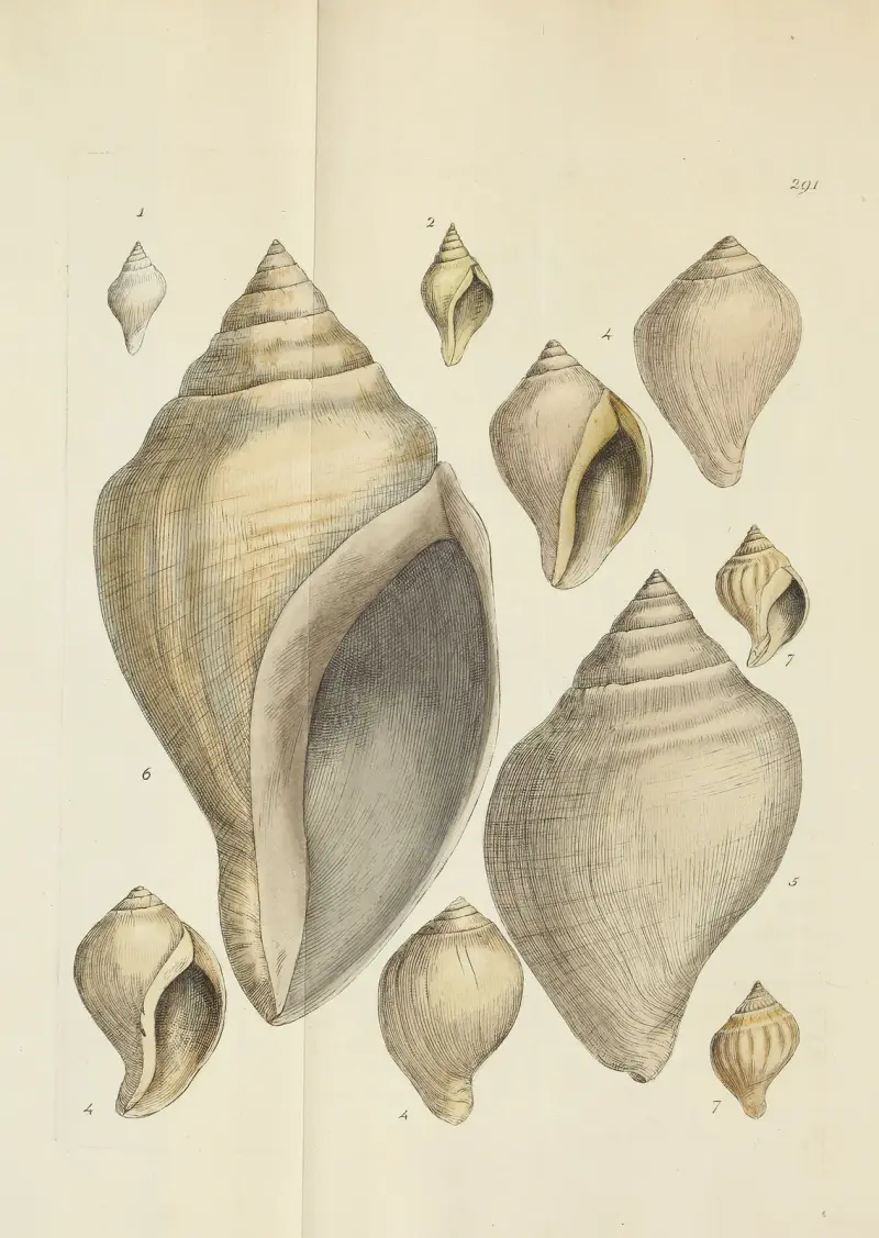 The Mineral Conchology of Great Britain, plansch 477 av James Sowerby