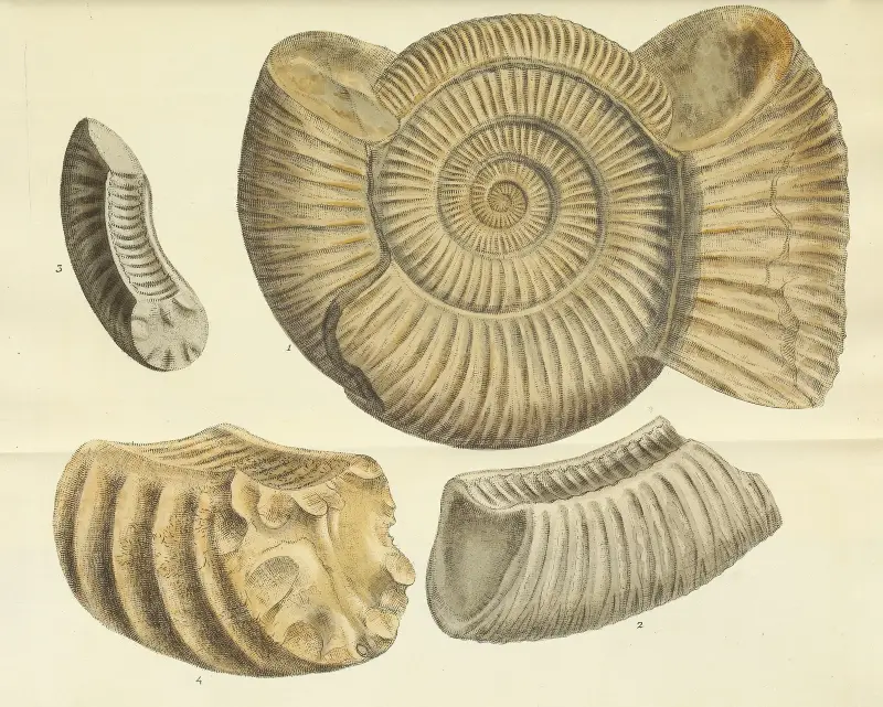 The Mineral Conchology of Great Britain, plansch 478 av James Sowerby