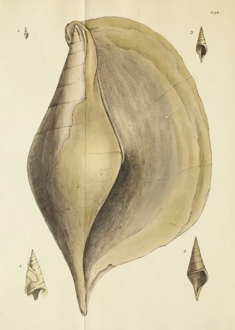 Great Britains mineralogi och konkologi, plansch 483 av James Sowerby