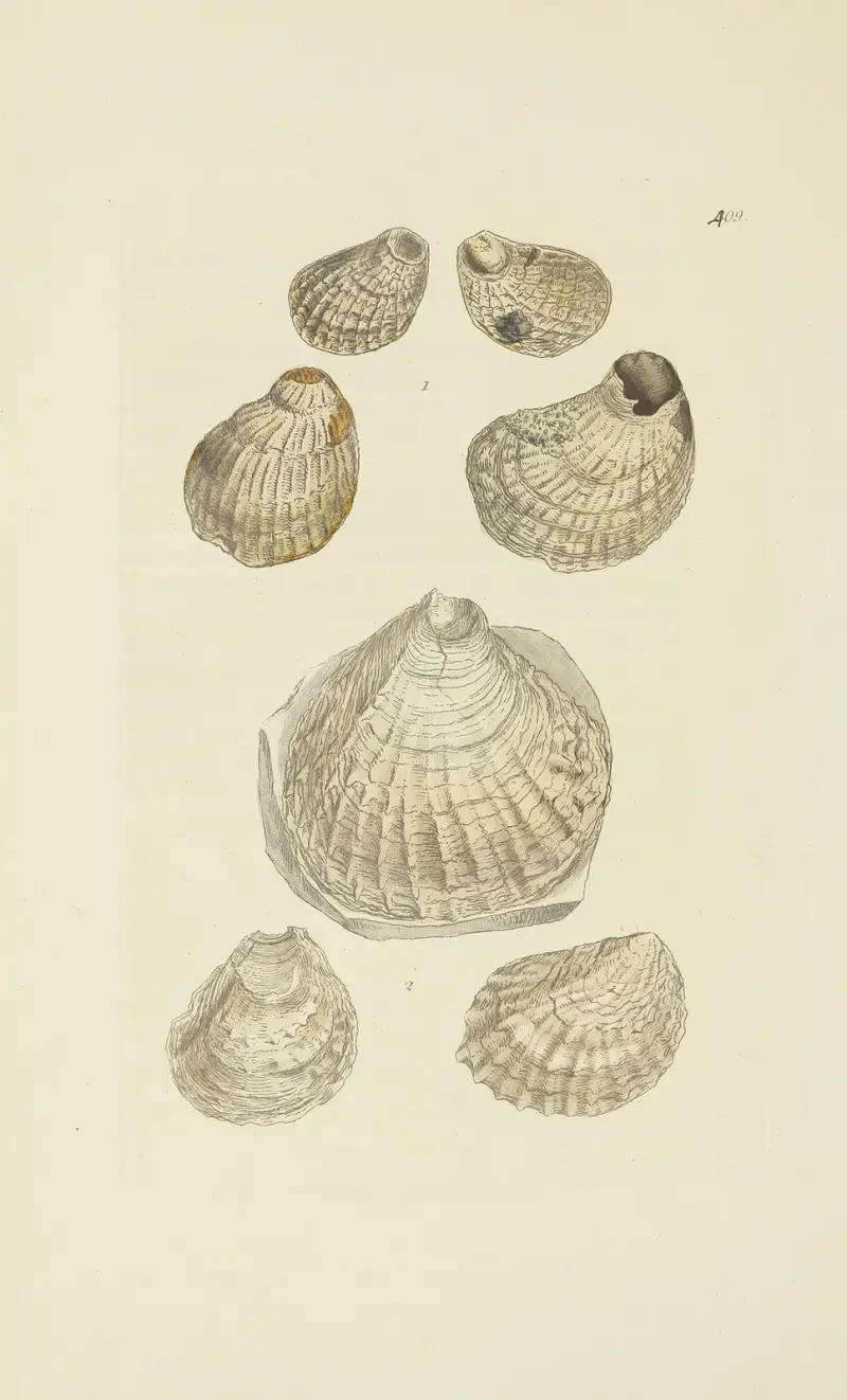 Great Britains mineralogi och konkologi, plansch 492 av James Sowerby