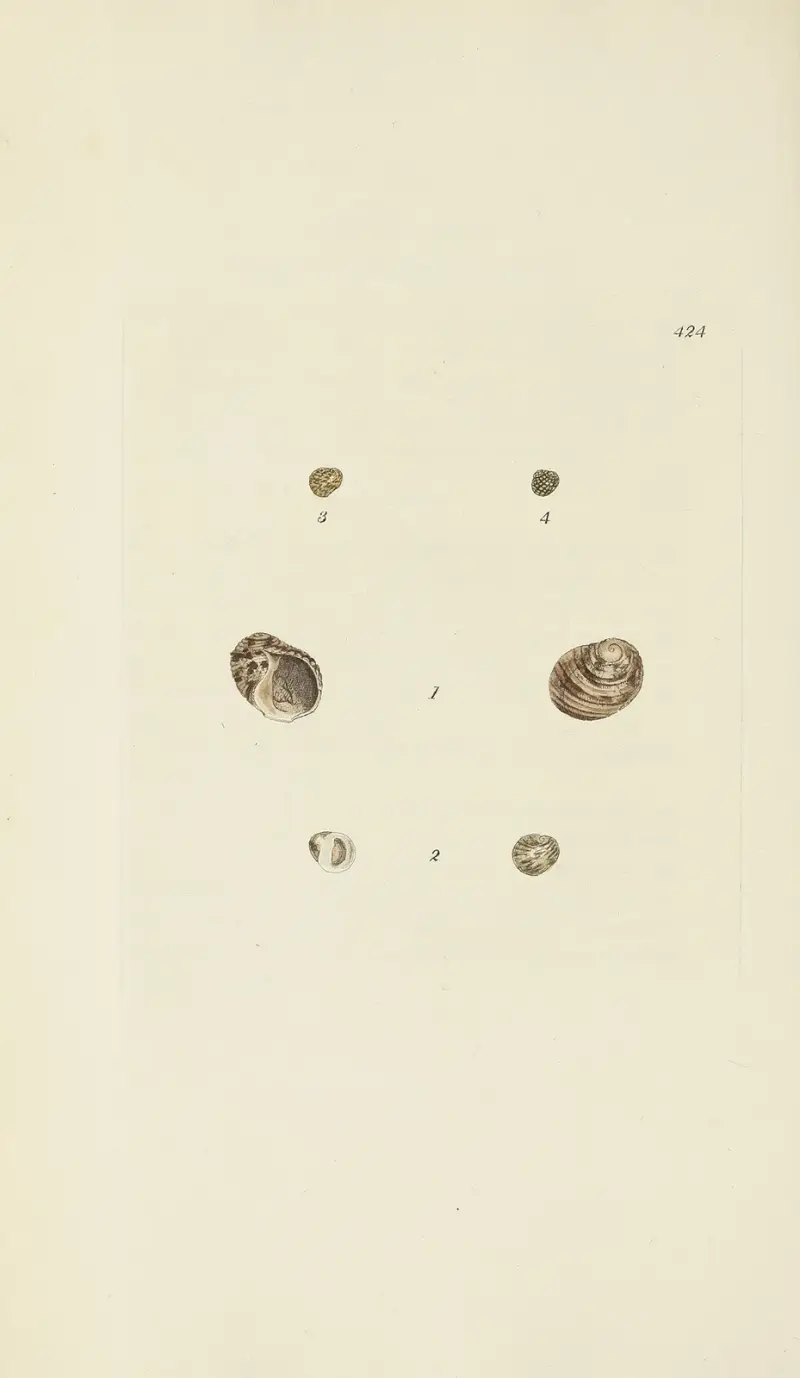 Die Mineral-Conchologie Großbritanniens, Tafel 506 von James Sowerby