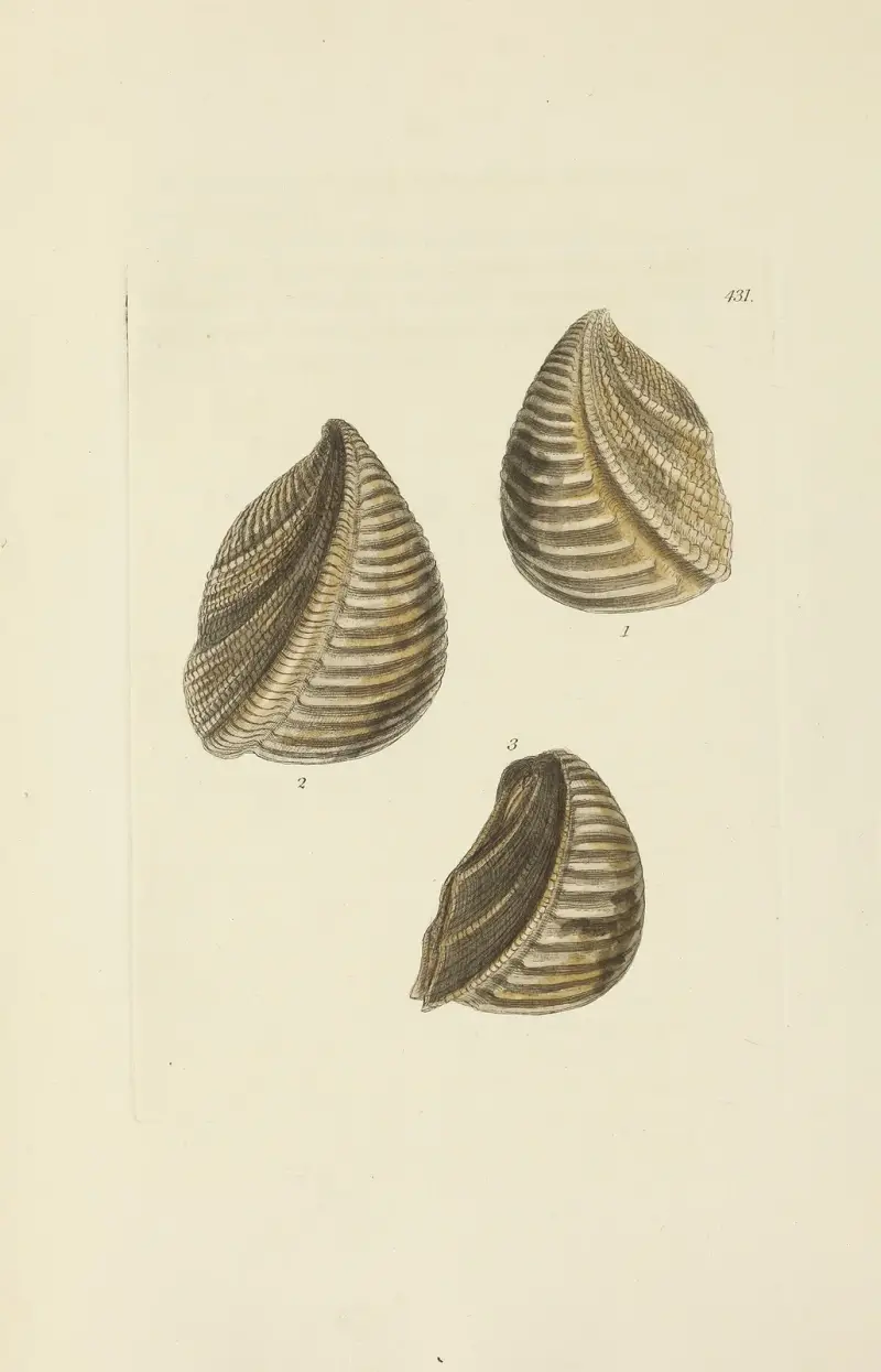 Die Mineral-Conchologie Großbritanniens, Tafel 513 von James Sowerby