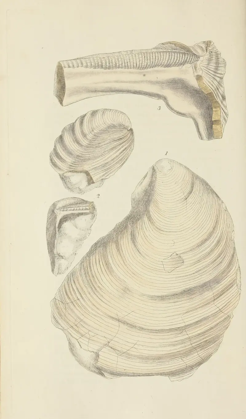Great Britains mineralogi och konkologi, plansch 522 av James Sowerby