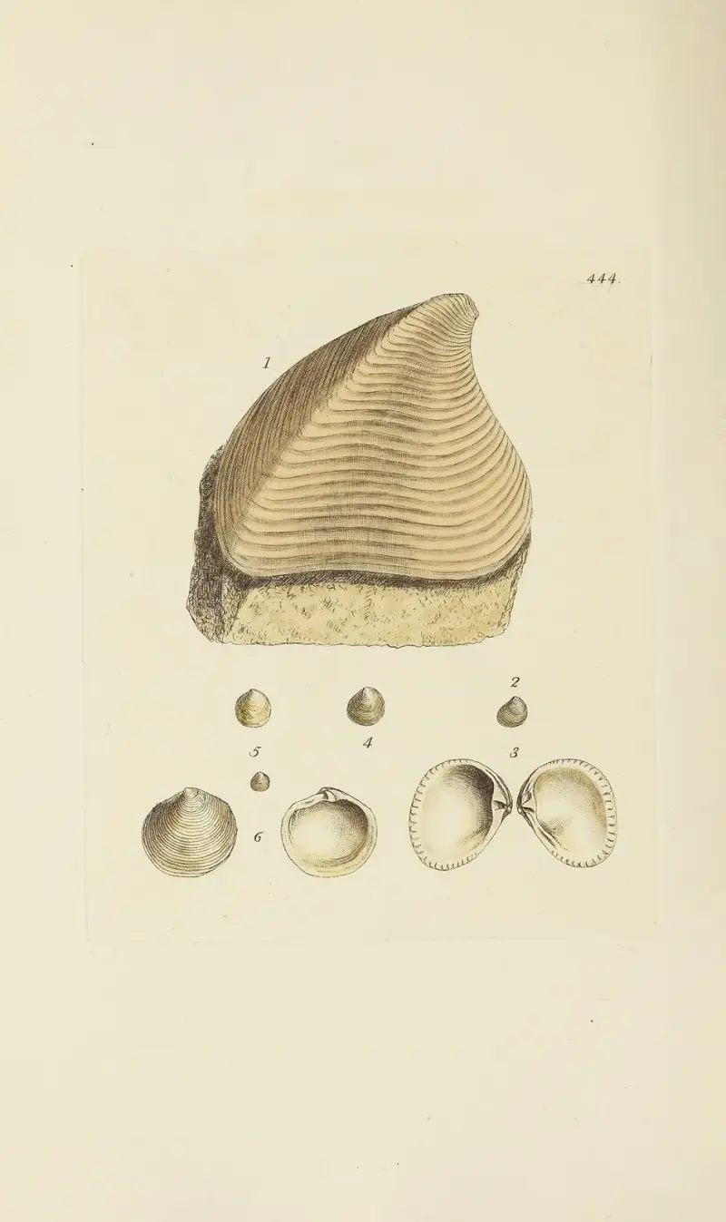 The Mineral Conchology of Great Britain, plansch 526 av James Sowerby