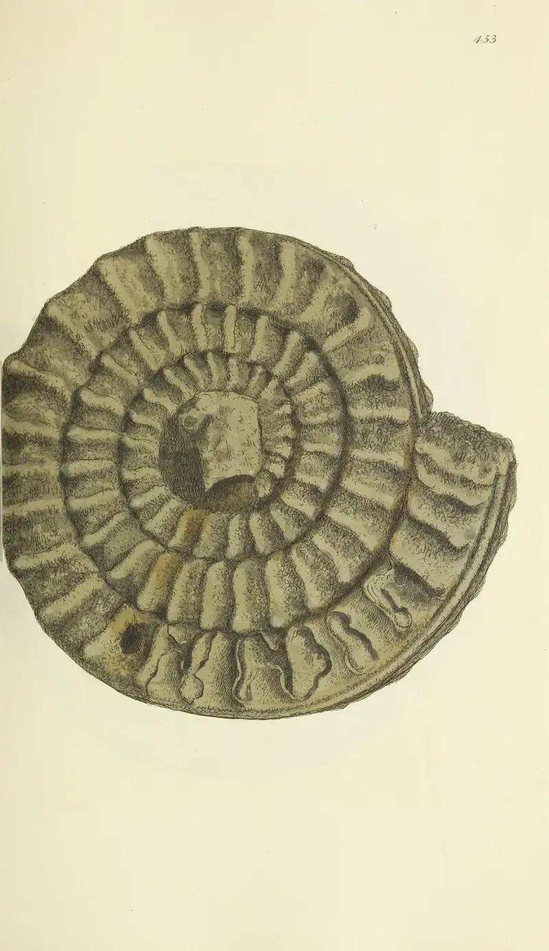 Great Britains mineralogi och konkologi, plansch 535 av James Sowerby