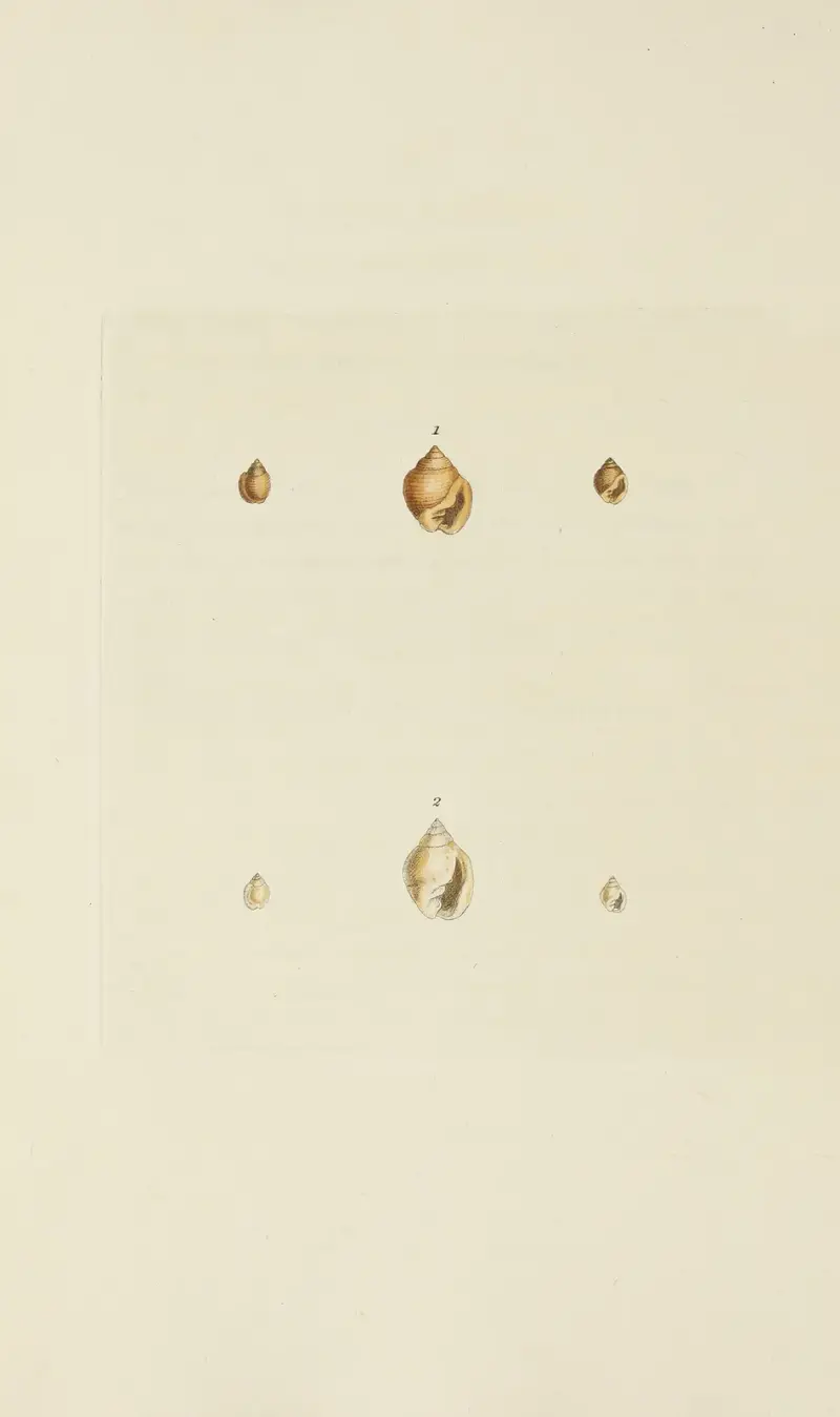 Die Mineral-Conchologie Großbritanniens, Tafel 546 von James Sowerby