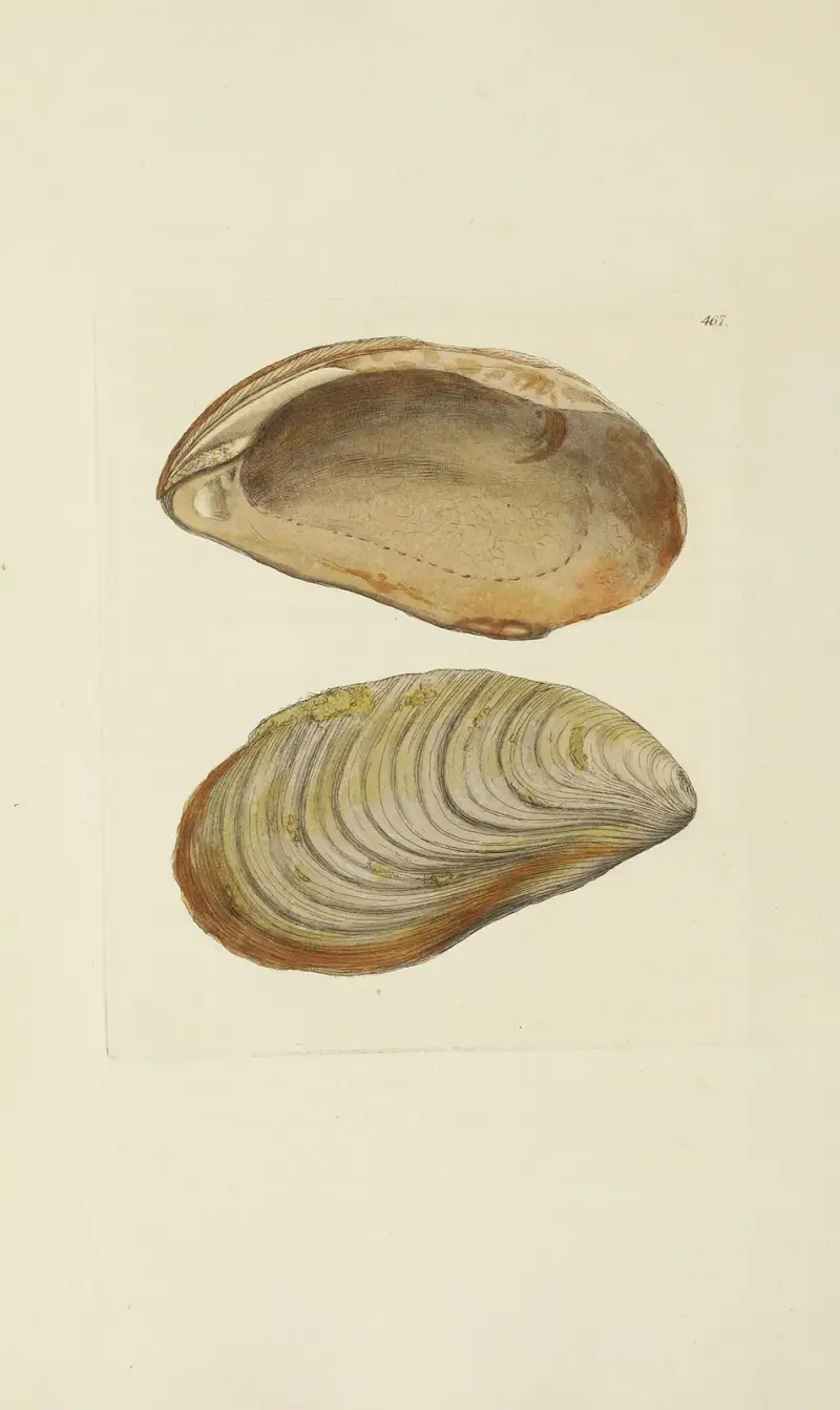 Great Britains mineralogi och konkologi, plansch 548 av James Sowerby