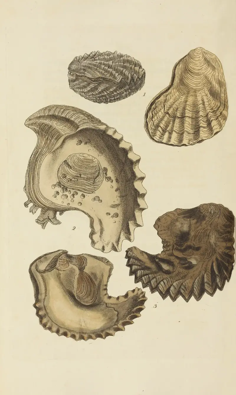 Die Mineral-Conchologie Großbritanniens, Tafel 549 von James Sowerby