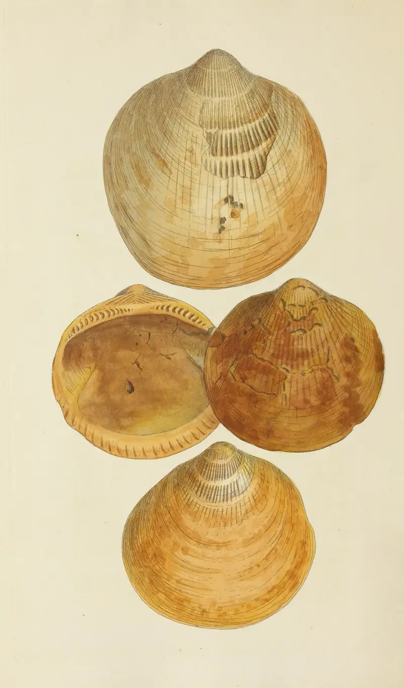 Great Britains mineralogi och konkologi, plansch 552 av James Sowerby