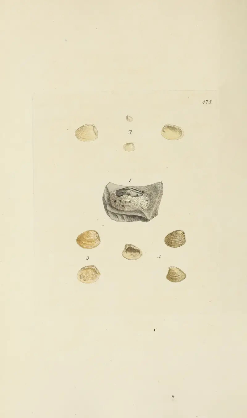 Great Britains mineralogi och konkologi, plansch 556 av James Sowerby
