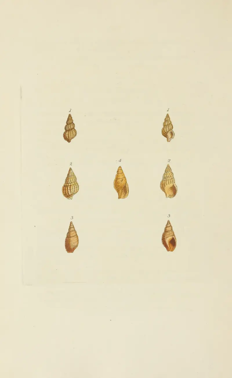 The Mineral Conchology of Great Britain, plansch 558 av James Sowerby