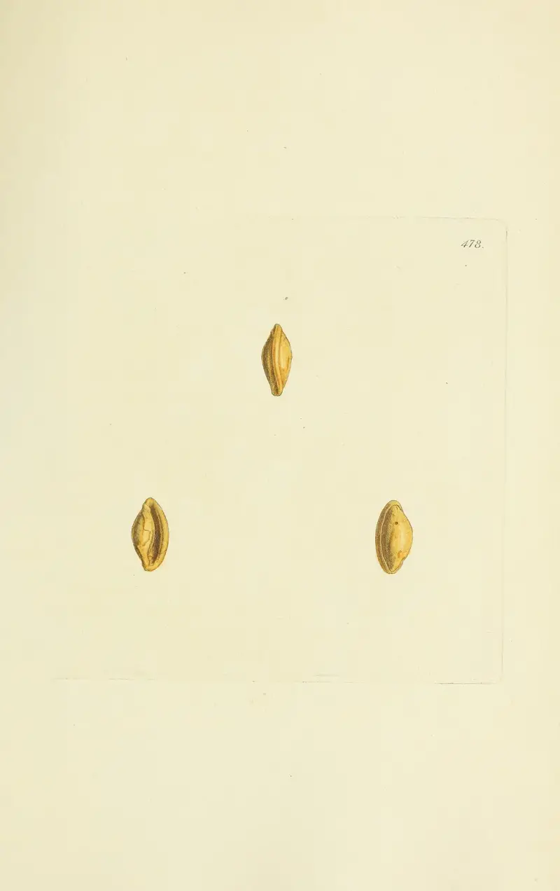 The Mineral Conchology of Great Britain, plansch 559 av James Sowerby