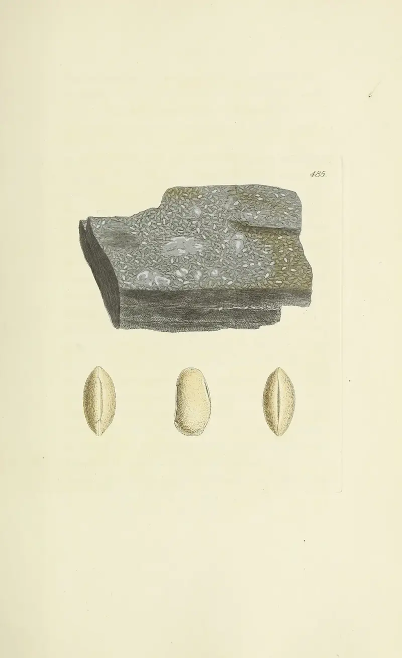 Die mineralische Conchologie Großbritanniens, Tafel 566 von James Sowerby