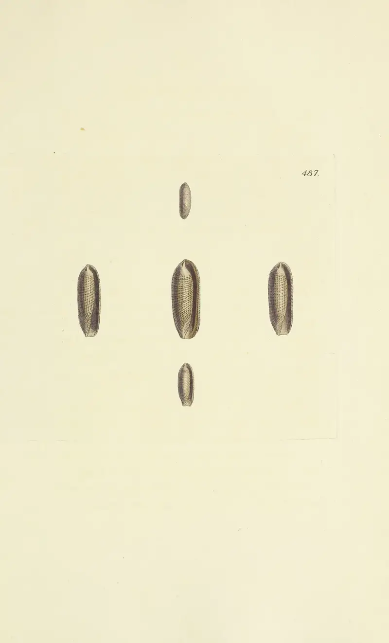 Die Mineral-Conchologie Großbritanniens Taf. 568 von James Sowerby
