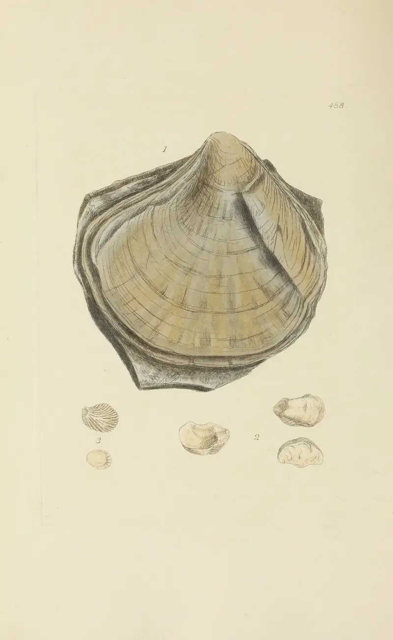 Great Britains mineralogi och konkologi, plansch 569 av James Sowerby