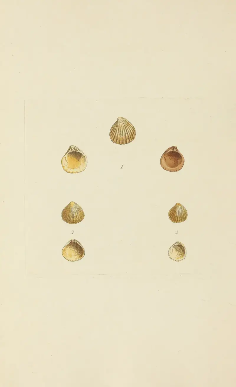 Die Mineral-Conchologie Großbritanniens Taf. 571 von James Sowerby