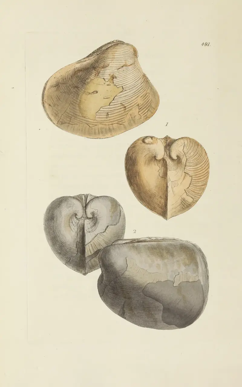 Die Mineral-Conchologie Großbritanniens Taf. 572 von James Sowerby