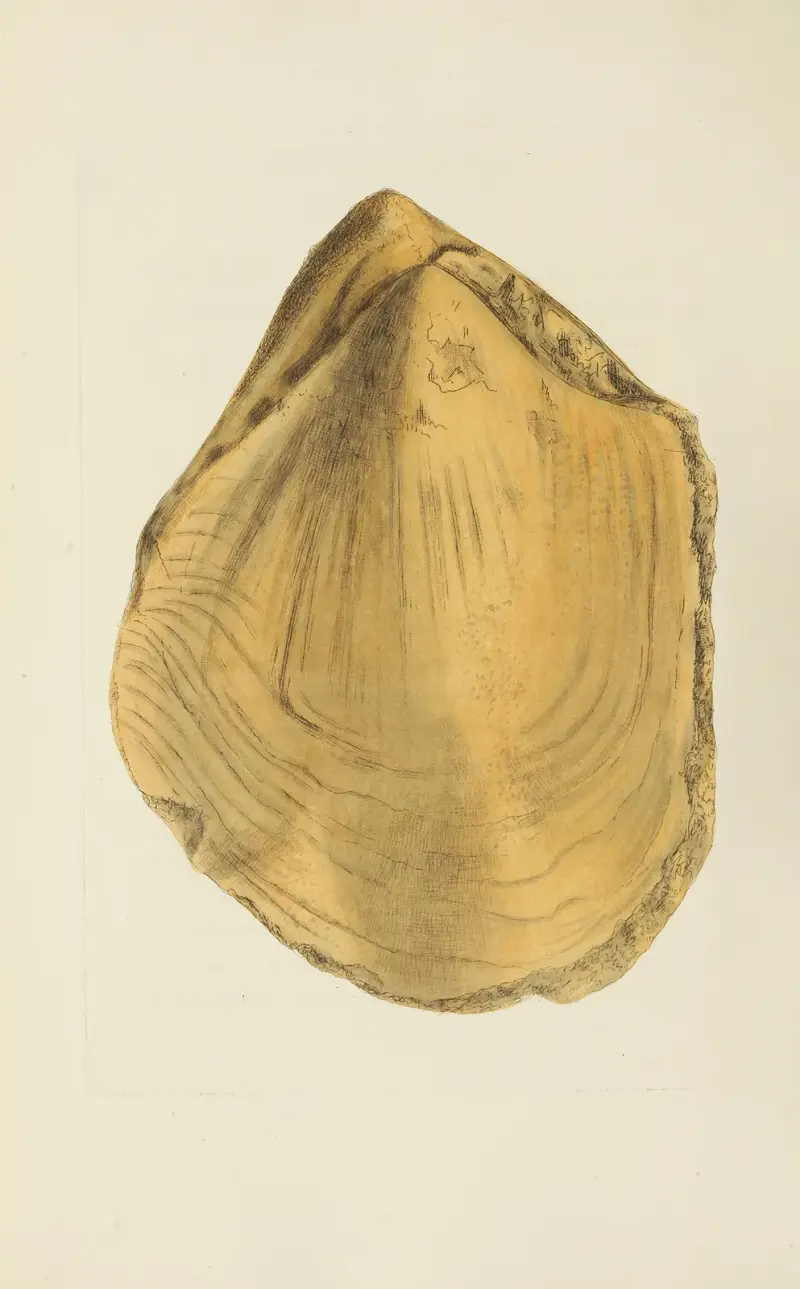 The Mineral Conchology of Great Britain, pl. 573 av James Sowerby