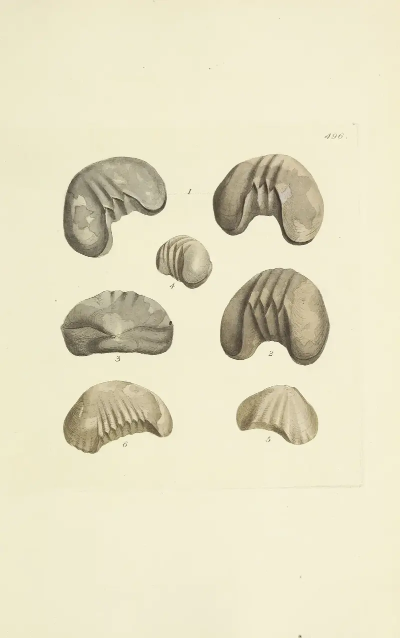 Die Mineral-Conchologie Großbritanniens Taf. 577 von James Sowerby