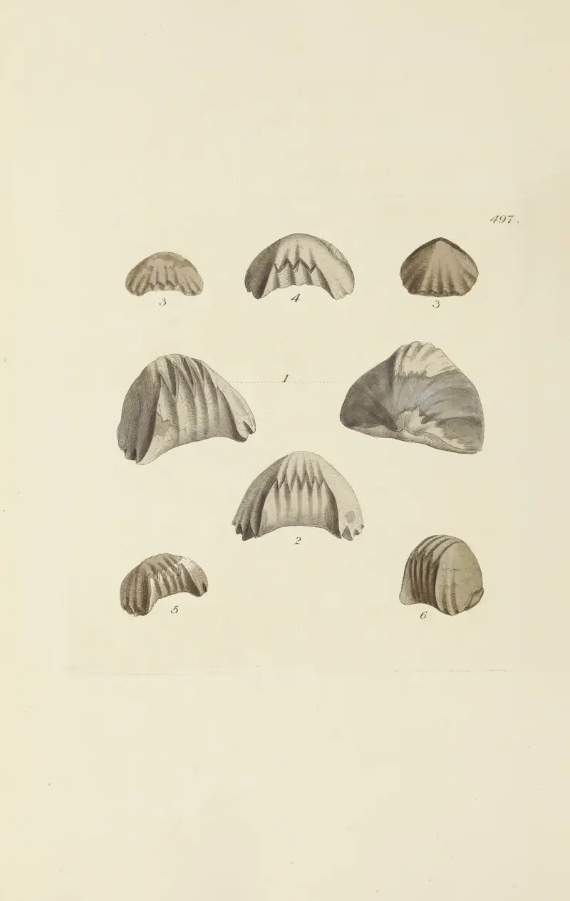 Mineralna konchologia Wielkiej Brytanii, tabl. 578, James Sowerby