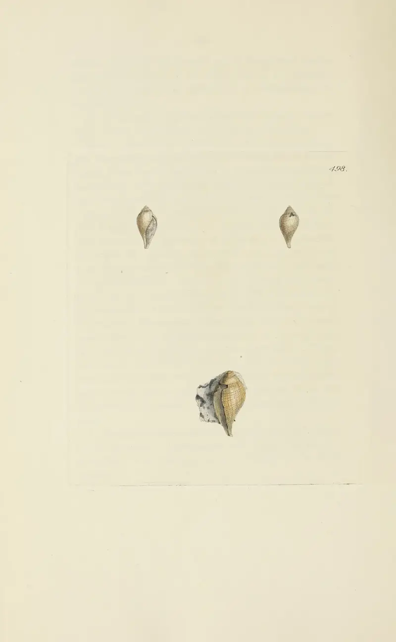 Die Mineral-Conchologie Großbritanniens Taf. 579 von James Sowerby