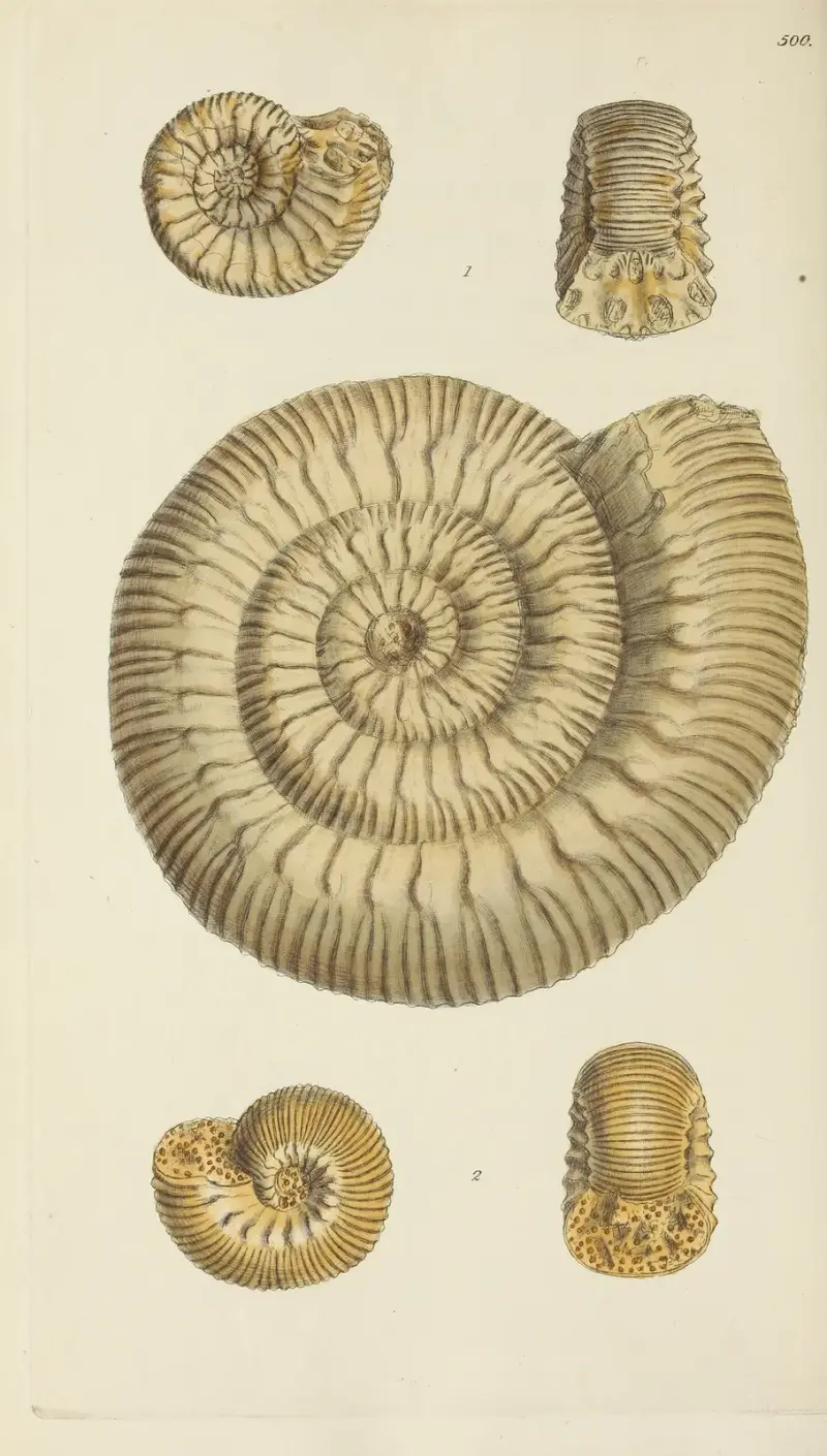 The Mineral Conchology of Great Britain, plansch 581 av James Sowerby
