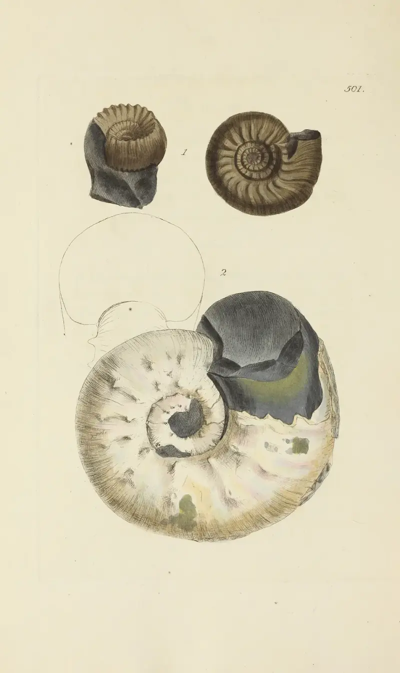 Storbritanniens mineralkonkologi, plansch 582 av James Sowerby