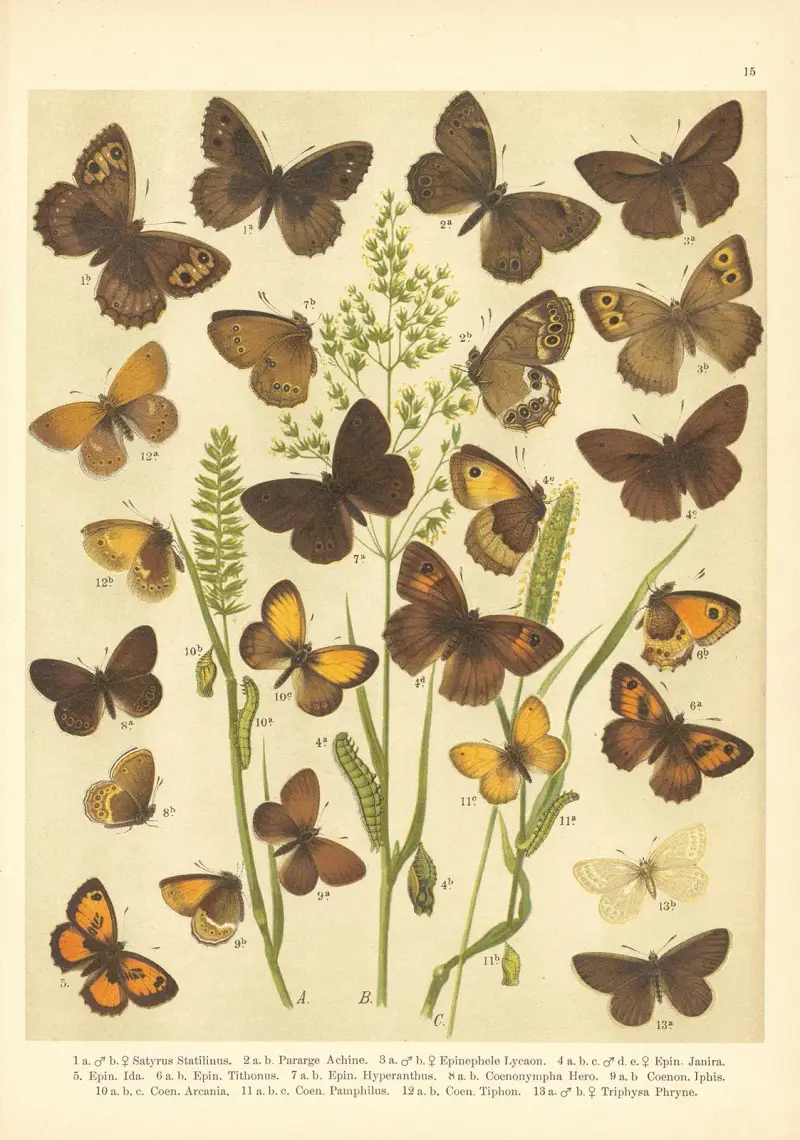 Atlas der Schmetterlinge Mitteleuropas, Tafel 16 von Jan John