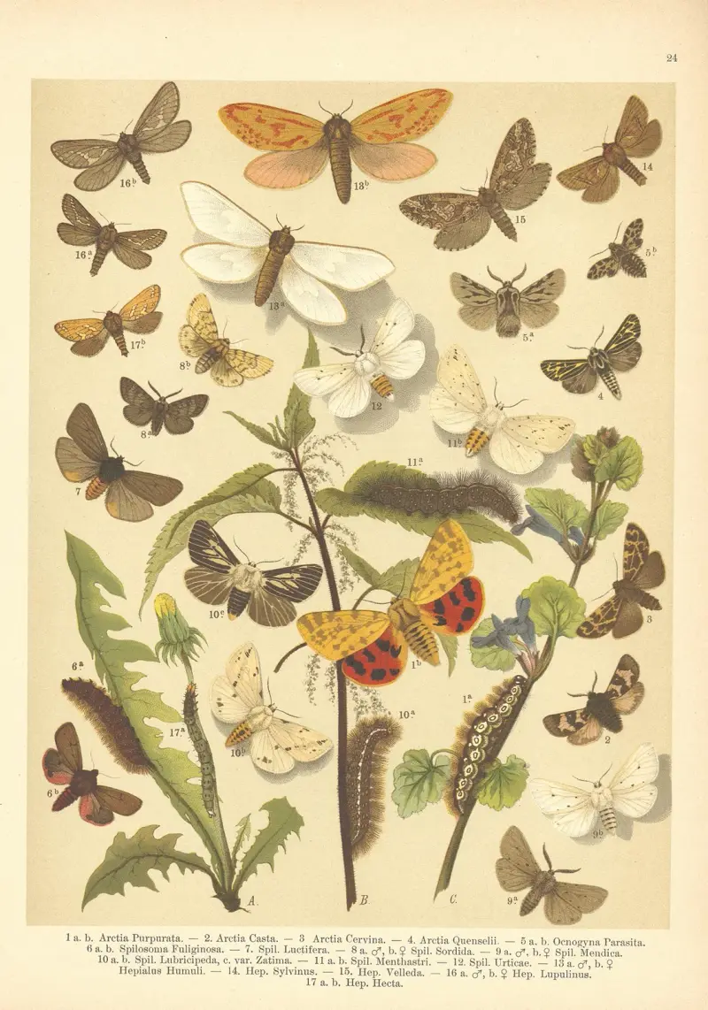 Atlas der Schmetterlinge Mitteleuropas, Tafel 25 von Jan John