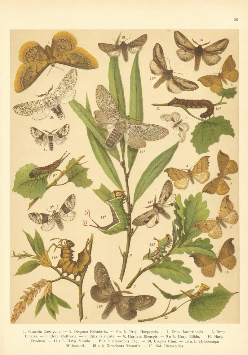Atlas der Schmetterlinge Mitteleuropas, Tafel 31 von Jan John