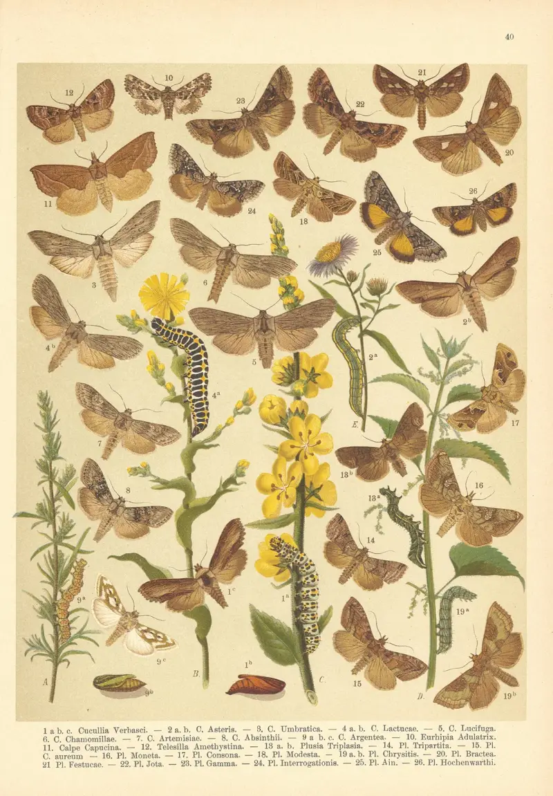 Atlas motýlů střední Evropy Pl.41 av Jan John
