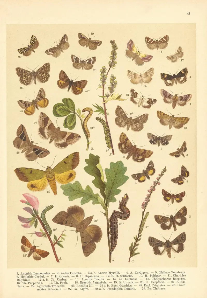 Atlas der Schmetterlinge Mitteleuropas, Tafel 42 von Jan John