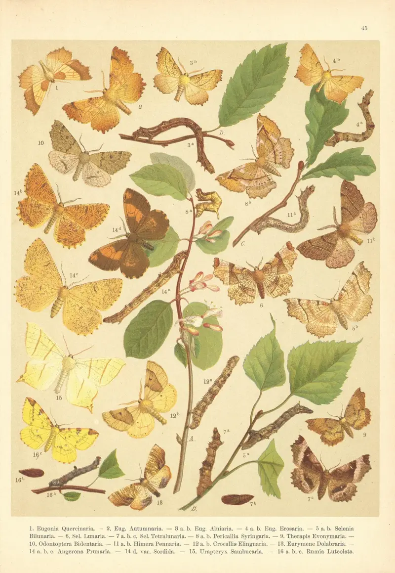Atlas der Schmetterlinge Mitteleuropas, Tafel 46 von Jan John