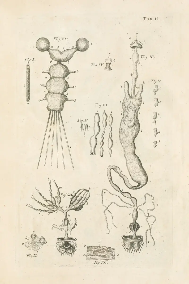 Das Buch der Natur, oder, Die Geschichte der Insekten Taf. 02 von Jan Swammerdam